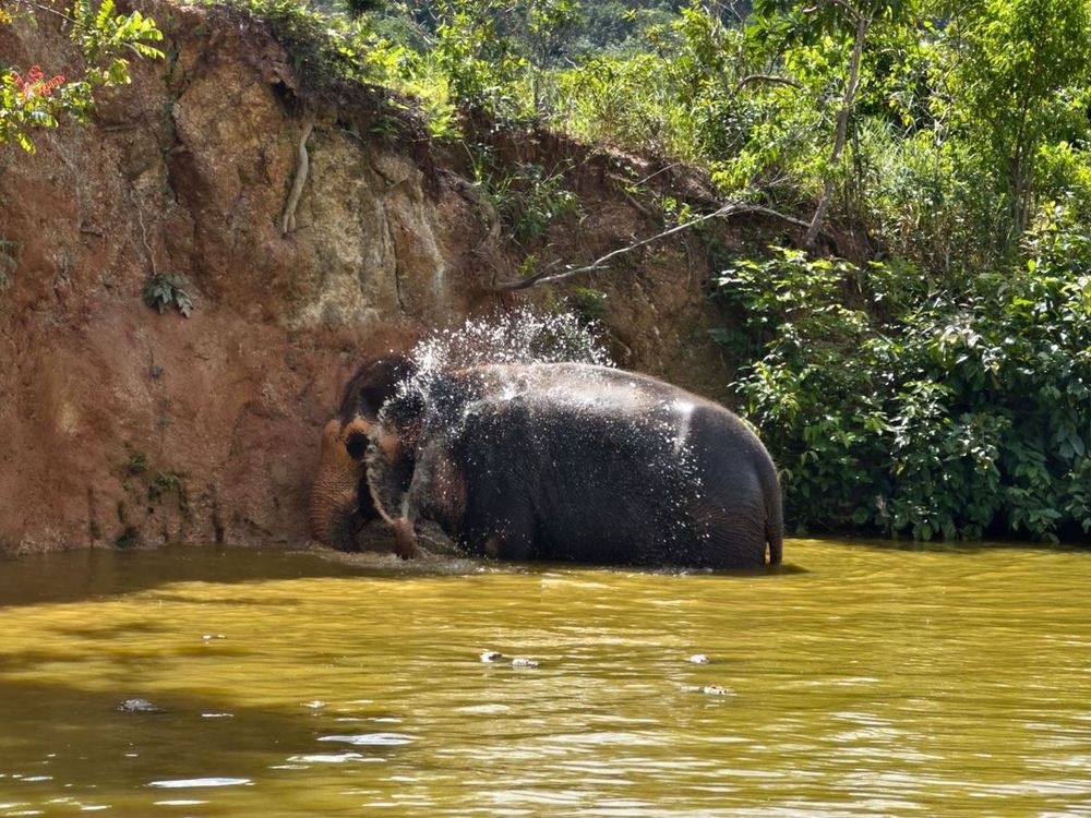 Santuario ético de elefantes en Tailandia